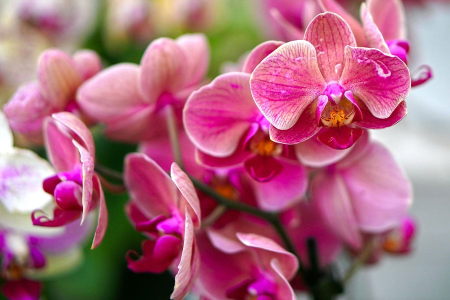 Orchids have unique shape reminiscent