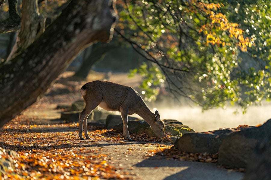 Japanese deer sika