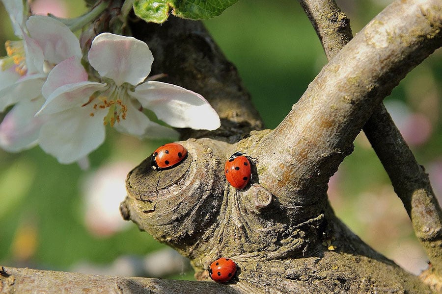 Seven spotted ladybugs