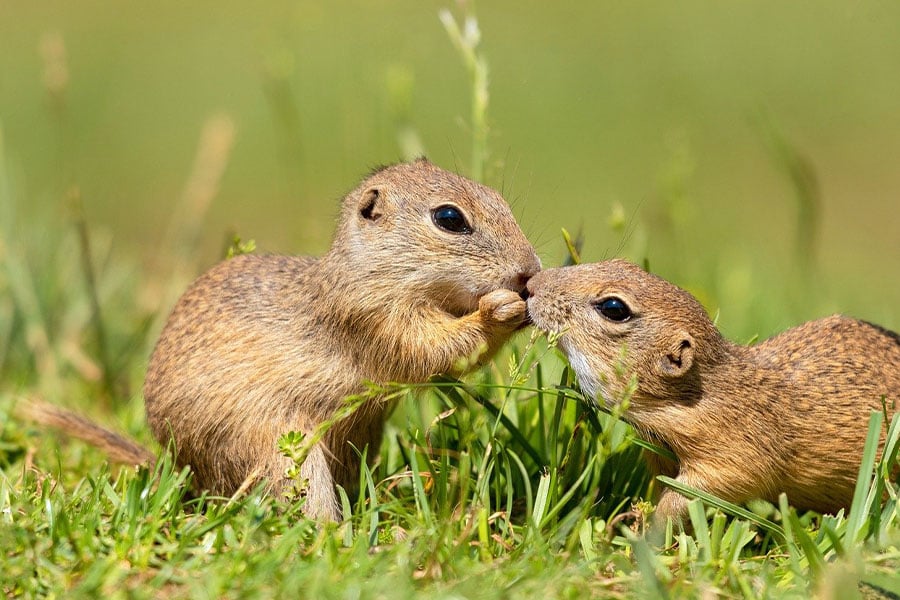 Ground squirrels