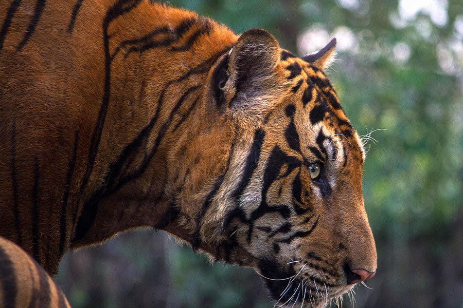 Largest cat in the world called tiger