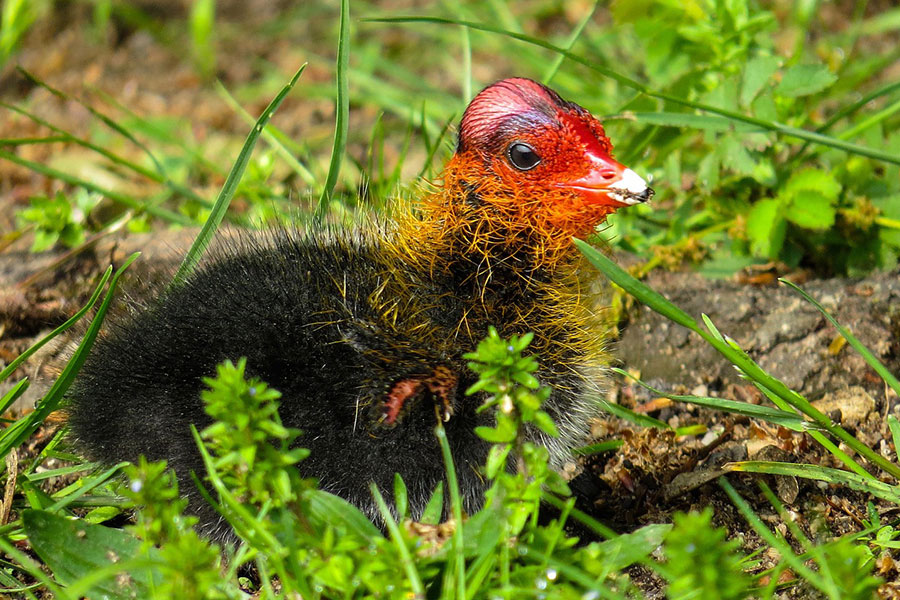 A chick of a coot bird
