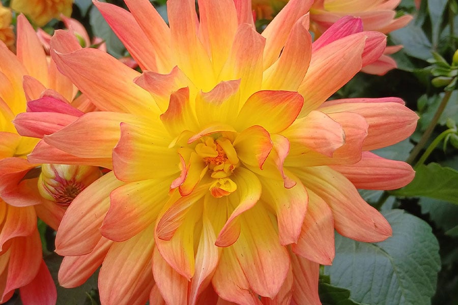 Dahlia variety melody dora
