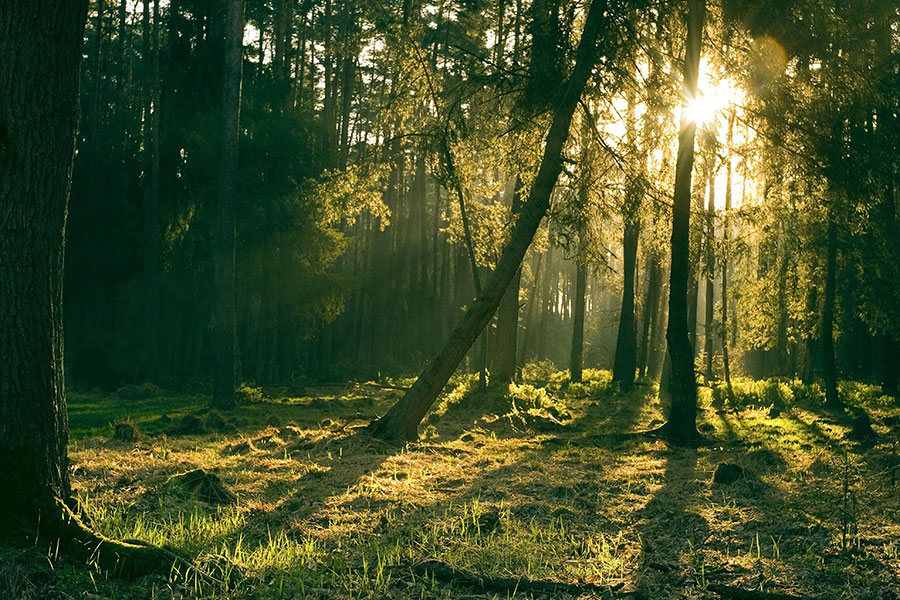 Atmospheric forest during golden hour