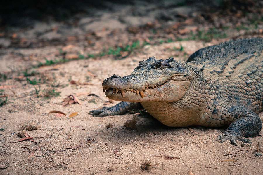 Saltwater animal crocodile estuarine