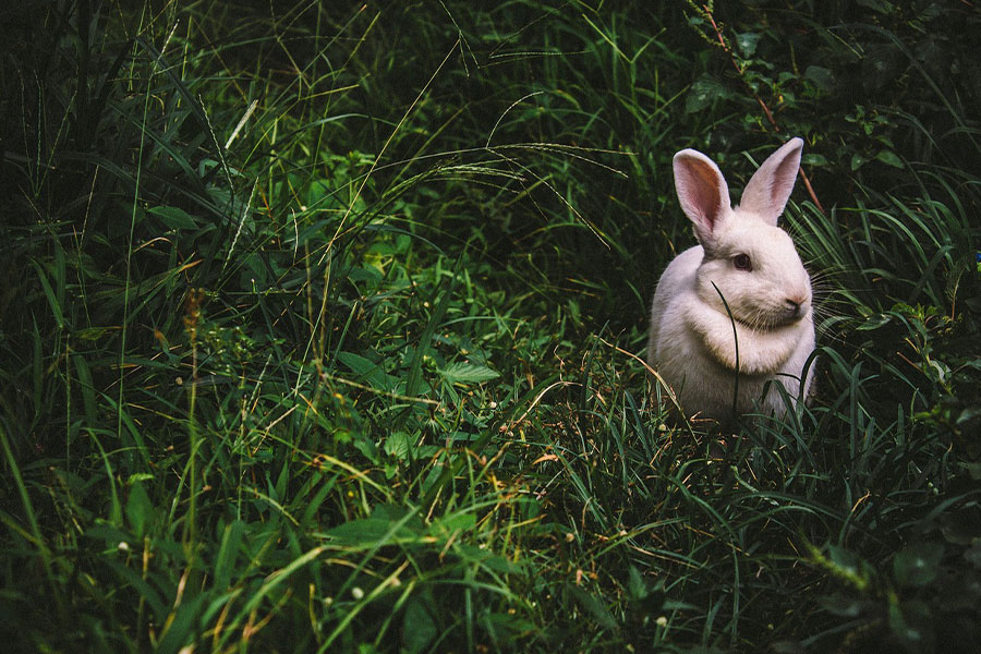 White rabbit in tall green grass