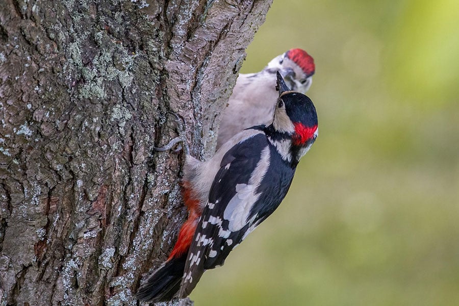 Two great wood peckers