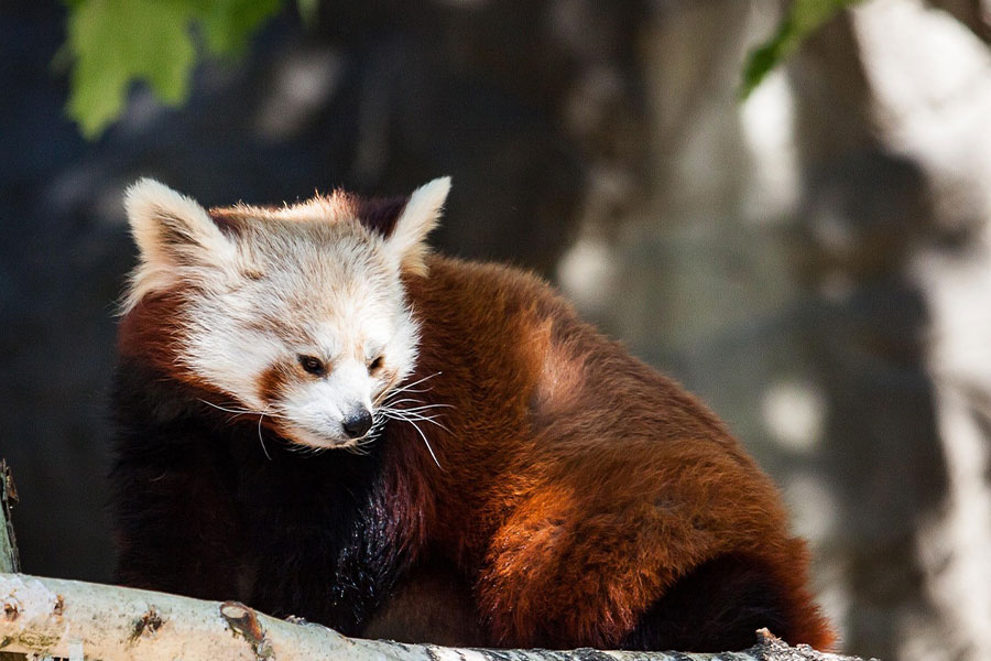 El pequeño panda rojo también se puede encontrar en China.