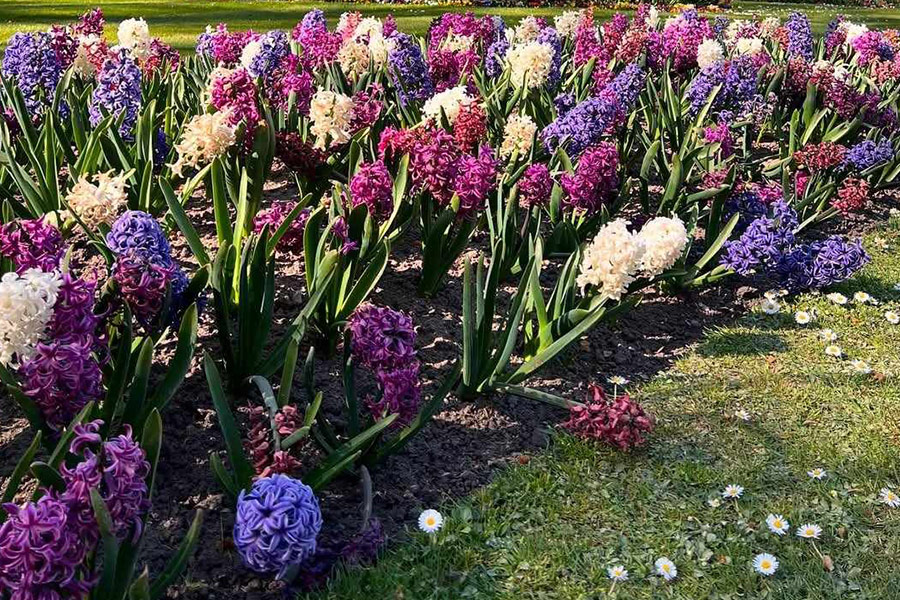Colorful hyacinthus orientalis Dutch hyacinth