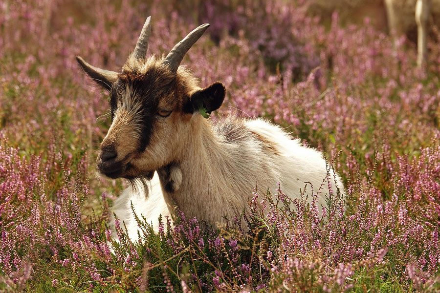Cabra tumbada en un brezal en flor