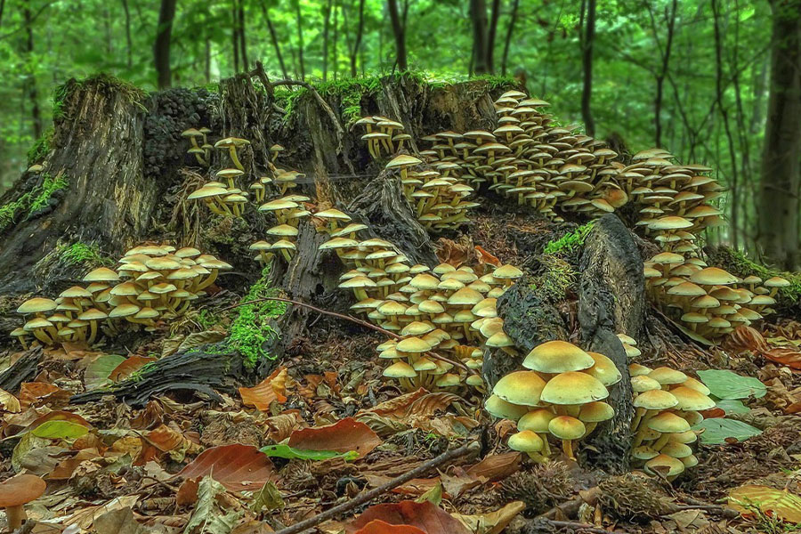 Sulfur tuft mushrooms