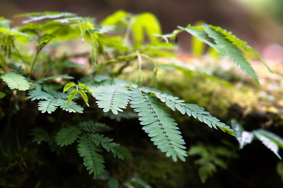 Sensitive plant mimosa
