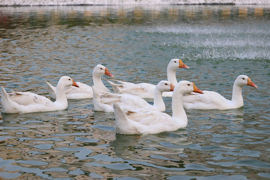 Six white swan swimming
