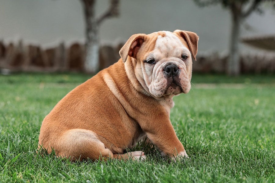 Cachorro de bulldog inglés de cuerpo robusto