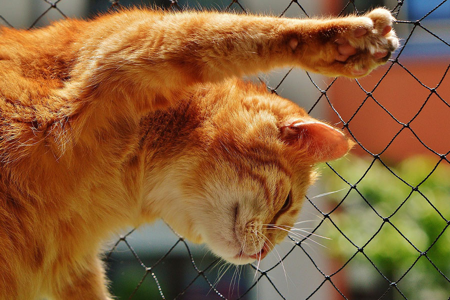 Gato pelirrojo estirándose contra la valla