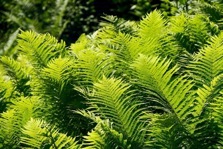 Ostrich fern