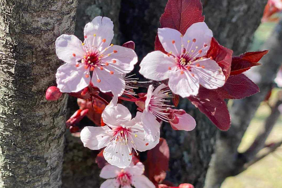 Prunus cerasifera plum blossom