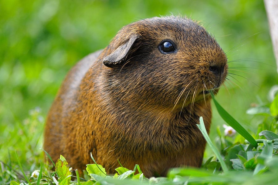 Montre un cochon d'Inde en train de manger de l'herbe