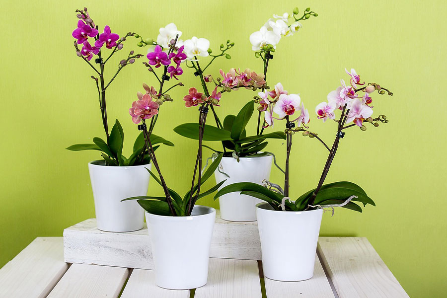 Orchids known for long blooming period