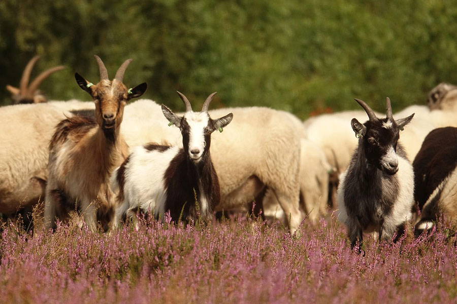cabras de tierra holandesas