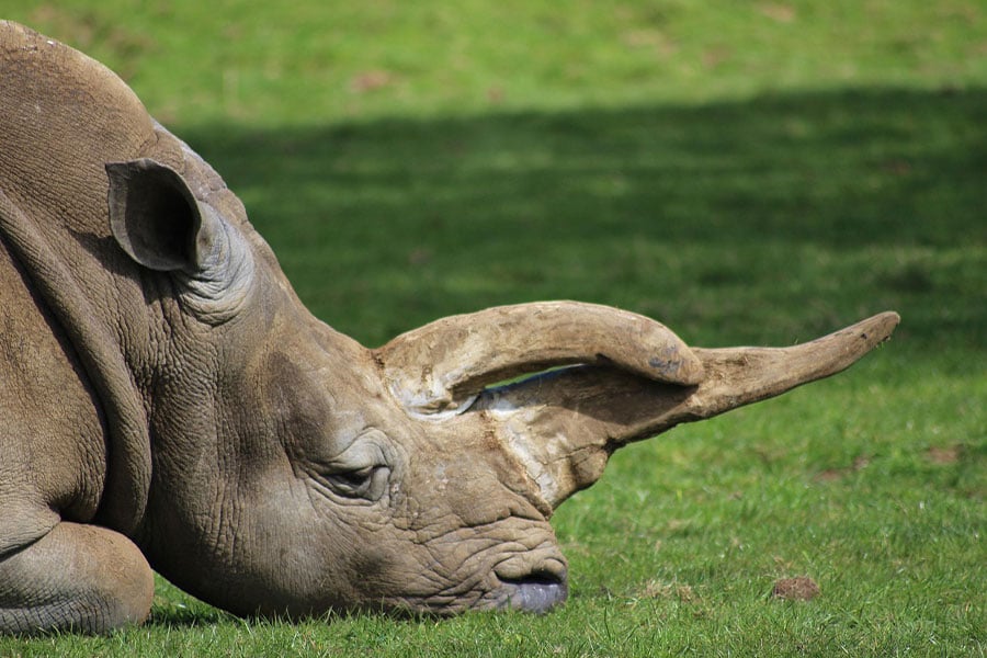 rinoceronte blanco del sur