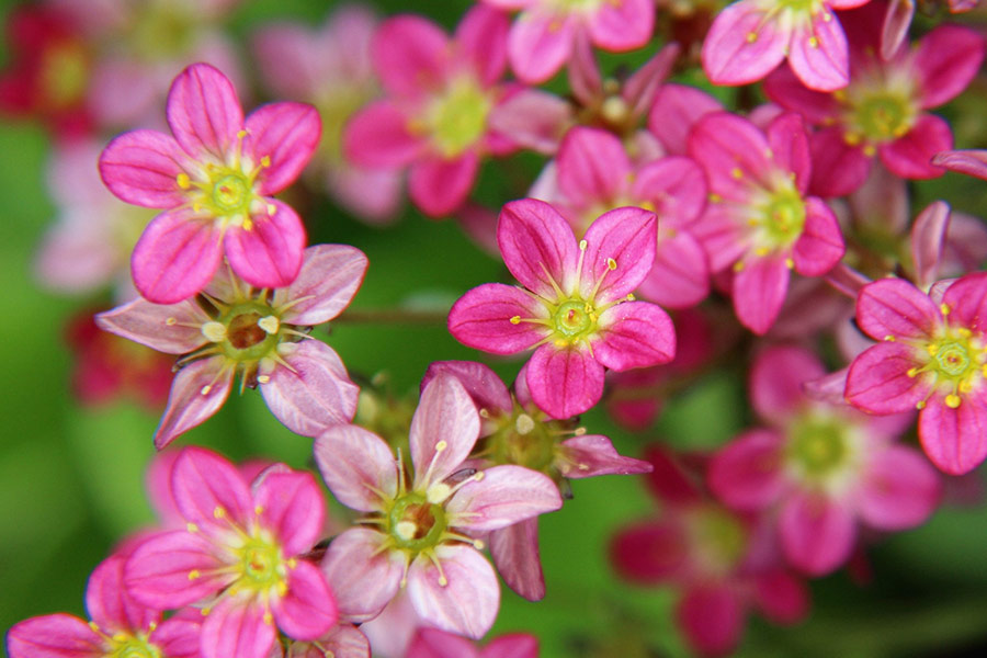 Flor rosa de primavera