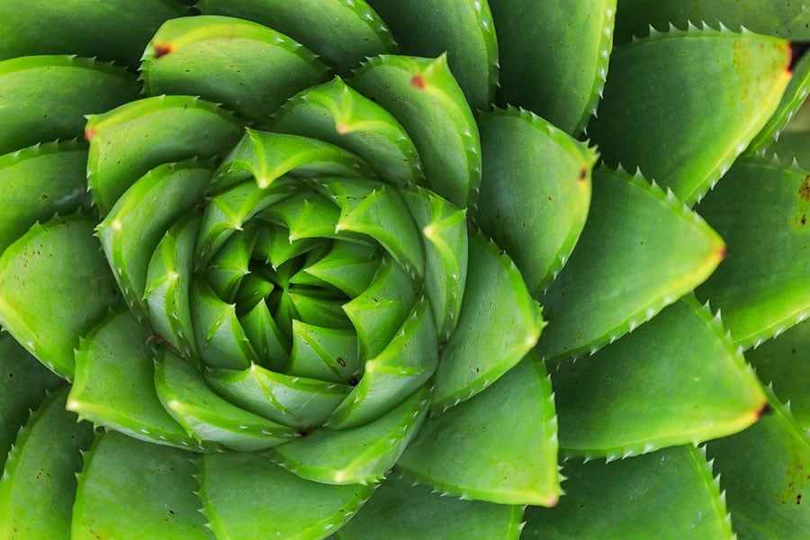 Spiral aloe striking succulent
