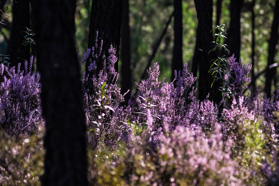 Purple flowers bask in the sunlight