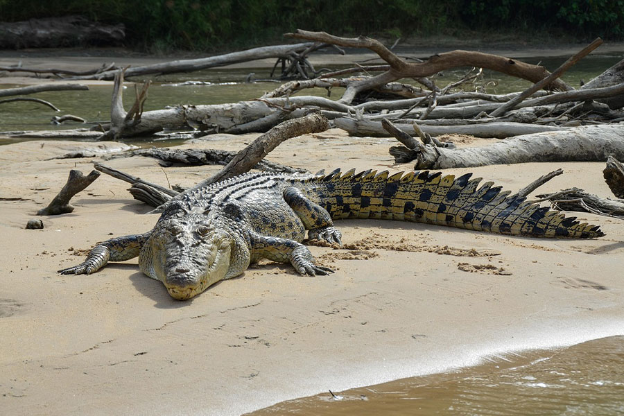 El cocodrilo de agua salada es la especie de reptil más grande que existe.