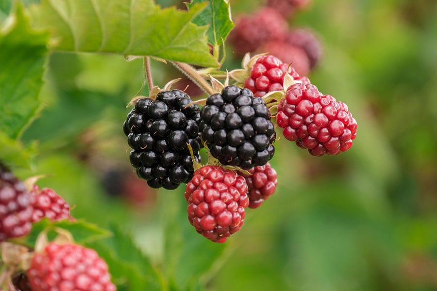 The fruits of a blackberry