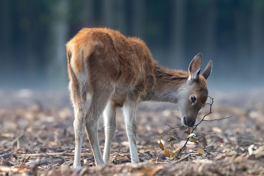 Símbolos de intuición del ciervo