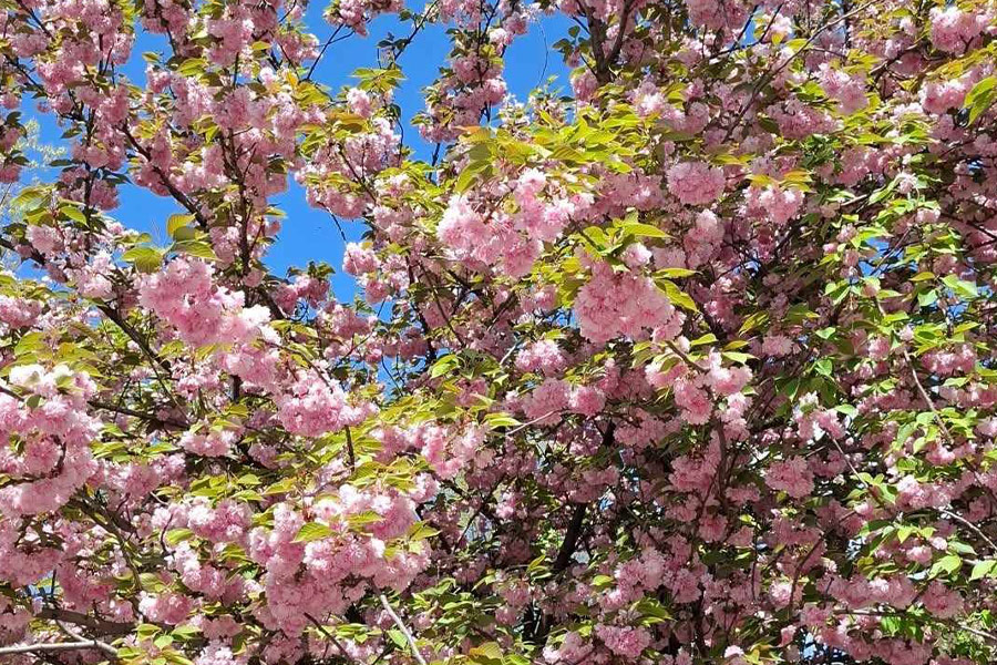 Cherry blossom or sakura flowers of tree
