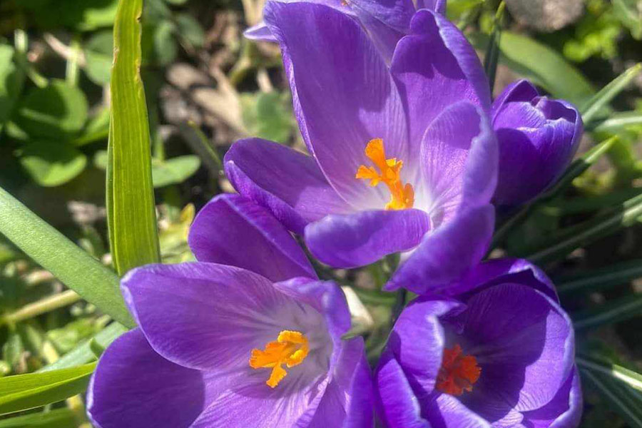 bulbes de crocus en pleine floraison printanière