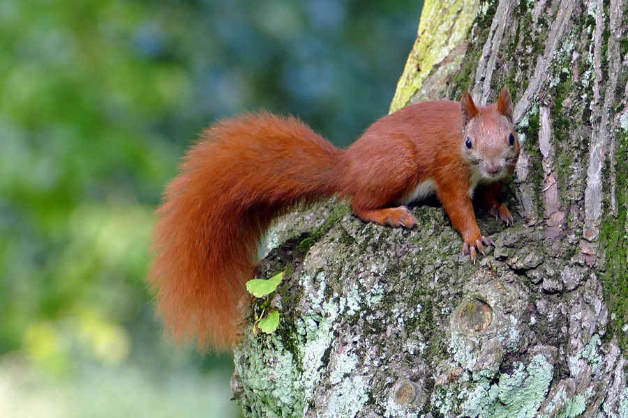 La ardilla es conocida por sus habilidades acrobáticas para escalar.