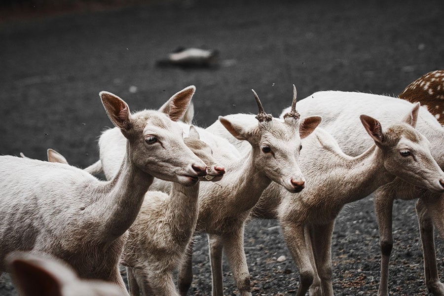 Gamo blanco o damadama