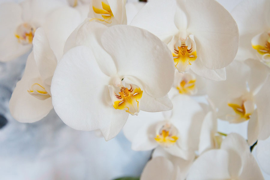 Symbolise l'élégance, le lien et la beauté