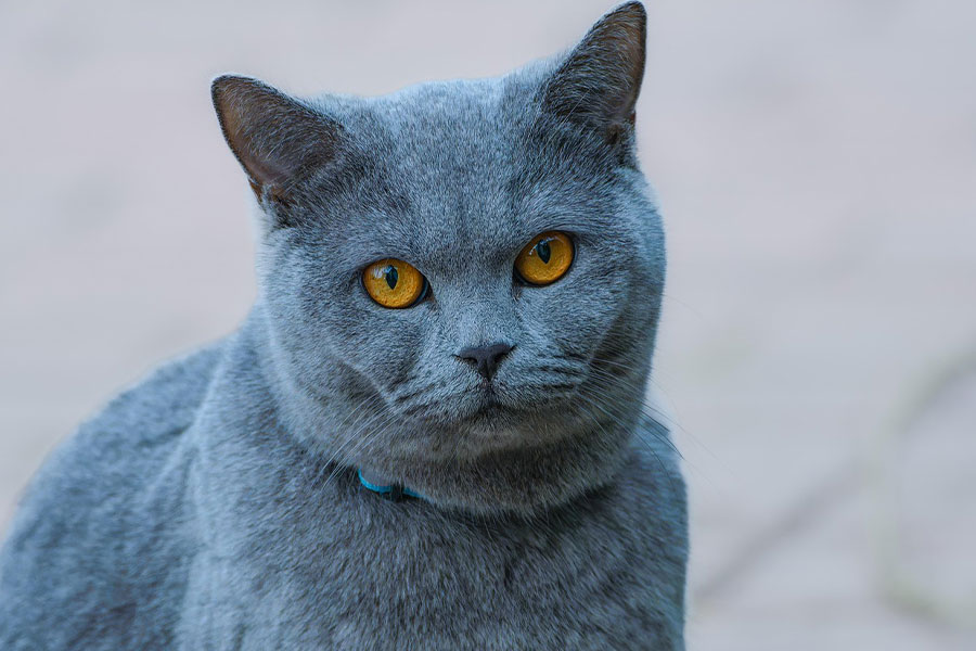 Gato británico de pelo corto de complexión robusta y redonda.