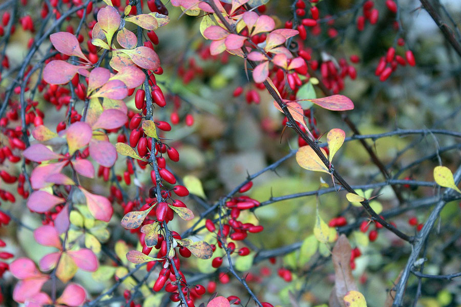 Barberry ornamental red fruit shrub