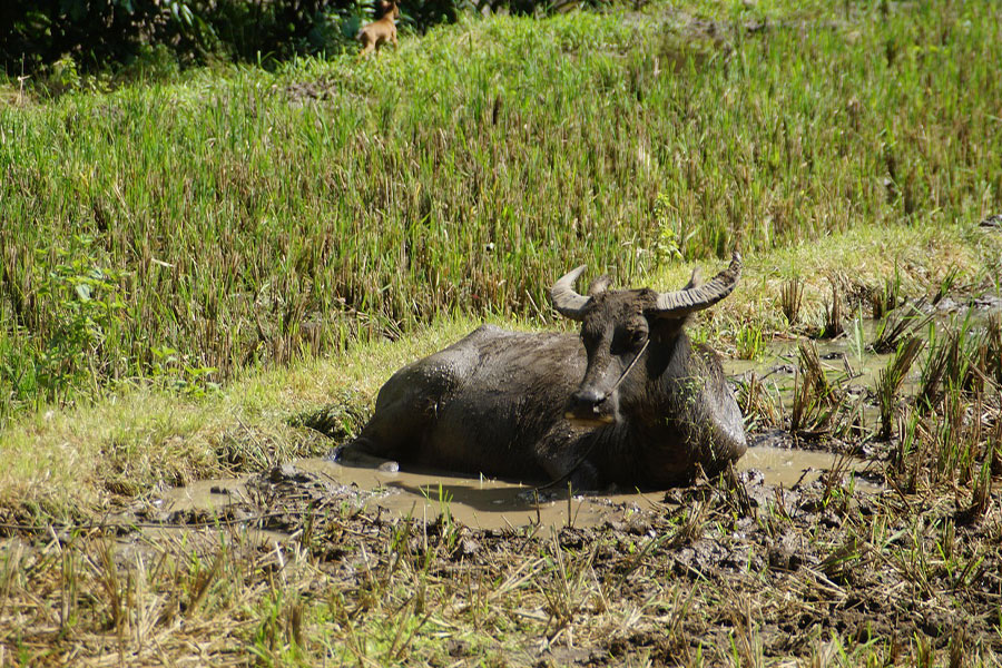 búfalo de agua búfalo doméstico
