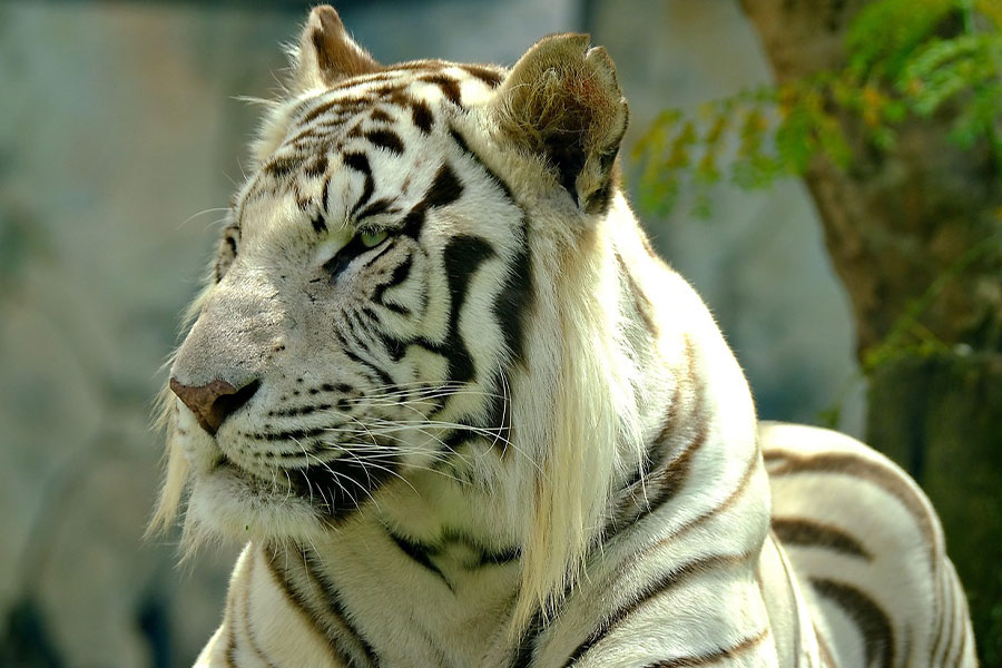 Tigre de Bengala blanco de color raro