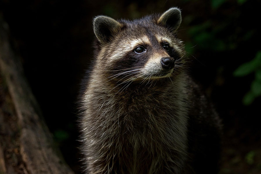 Mamífero de tamaño mediano de América del Norte.