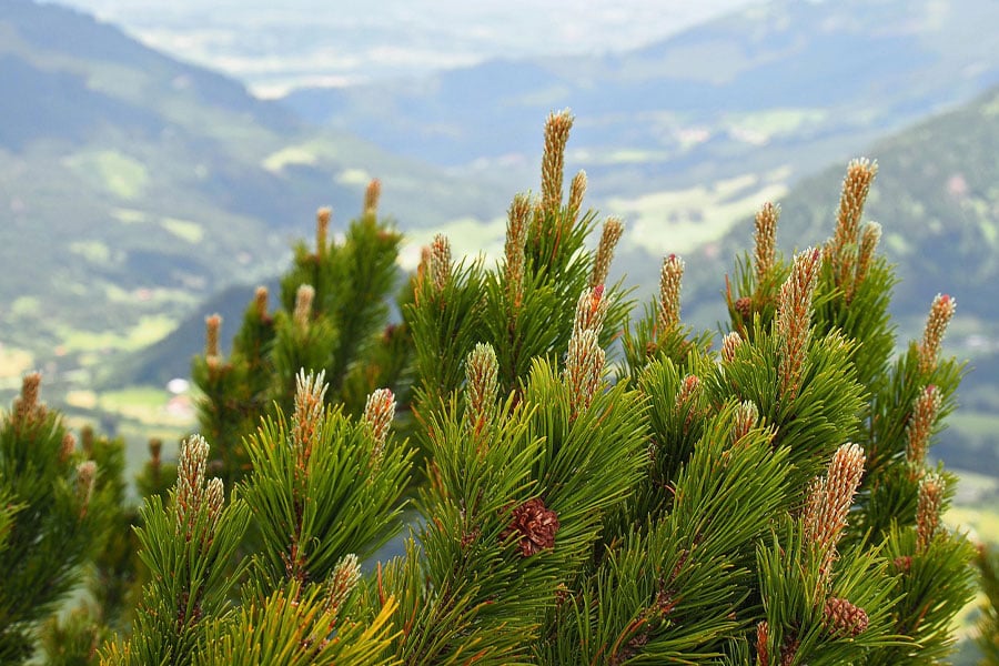 Pino de montaña pinus mugo