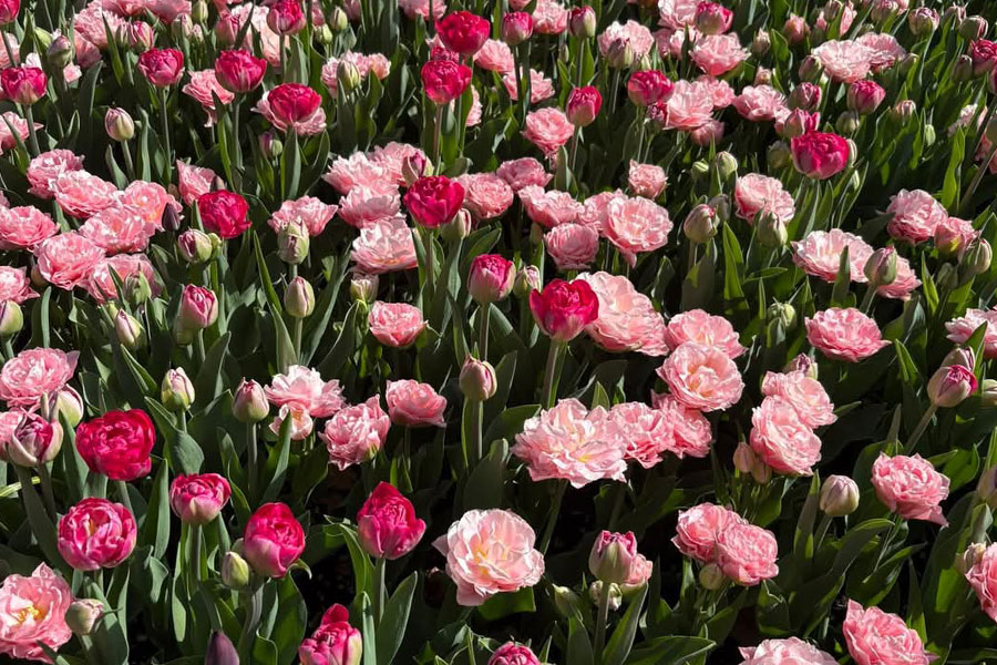 Tulipes colorées assorties