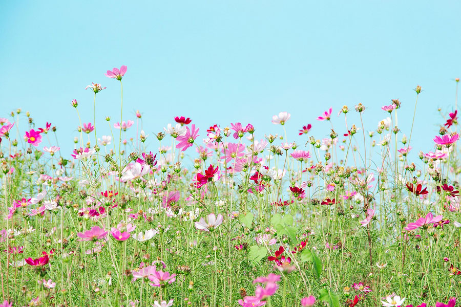 Un campo de variedades de flores cosmos.