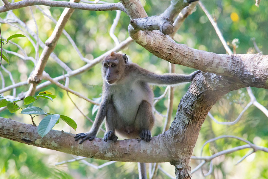 Macaco cangrejero de pelaje marrón grisáceo