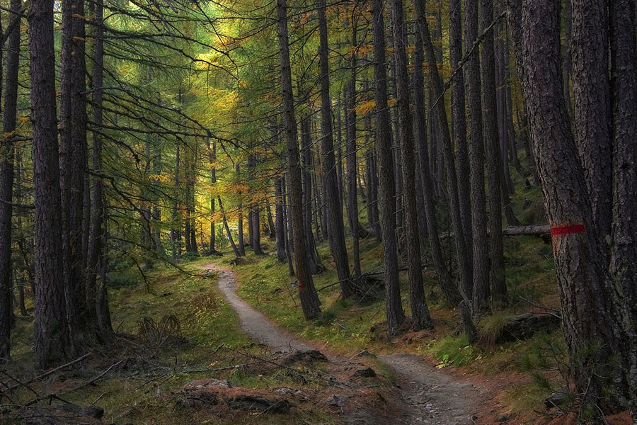 Narrow walking path through forest