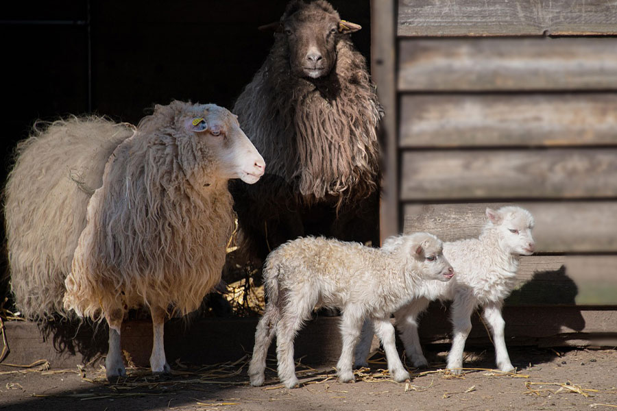 Ovejas adultas con crías