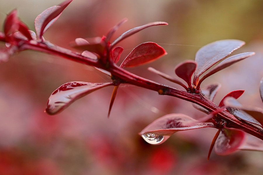 Japanese barberry burgundy