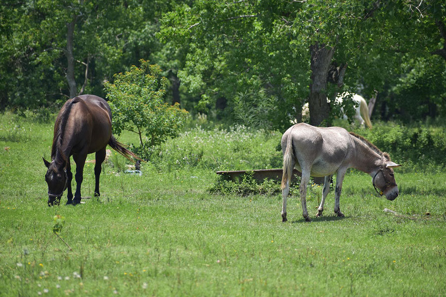 Un cheval et un âne broutent ensemble