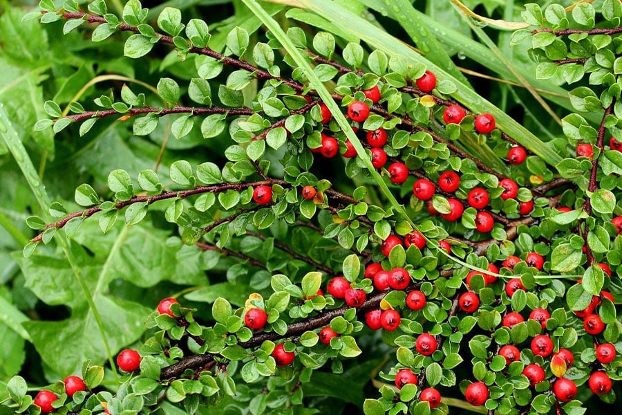 Dwarf cotoneaster horizontalis